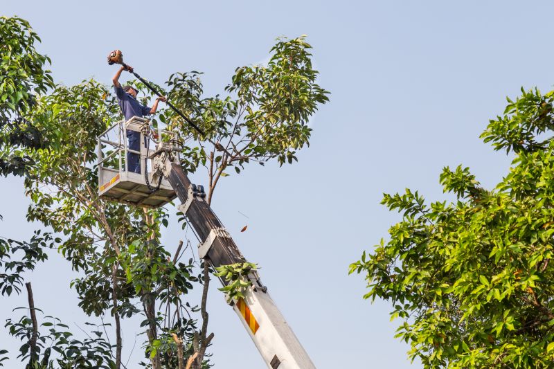 Commercial Tree Service