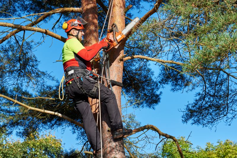 Tree Cutting on Commercial Property