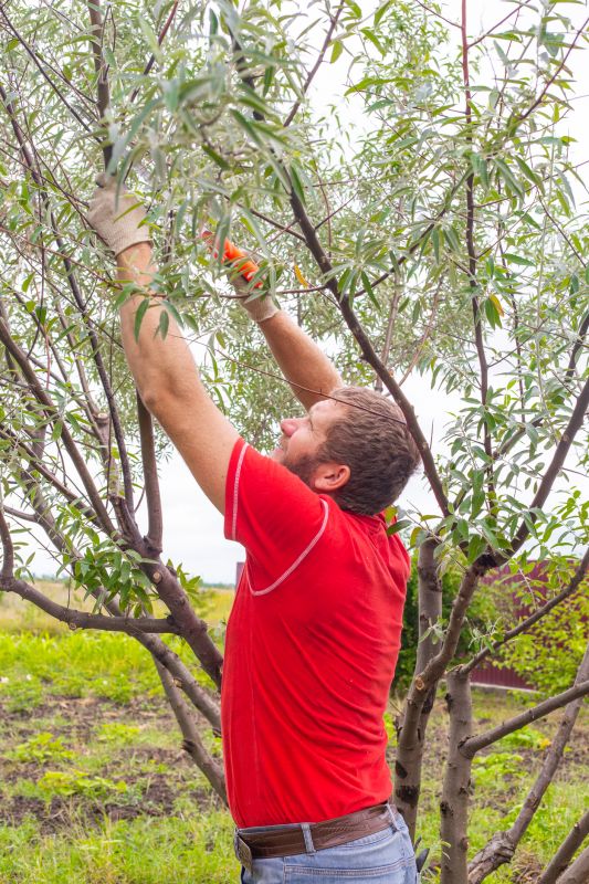 Storm Damage Pruning