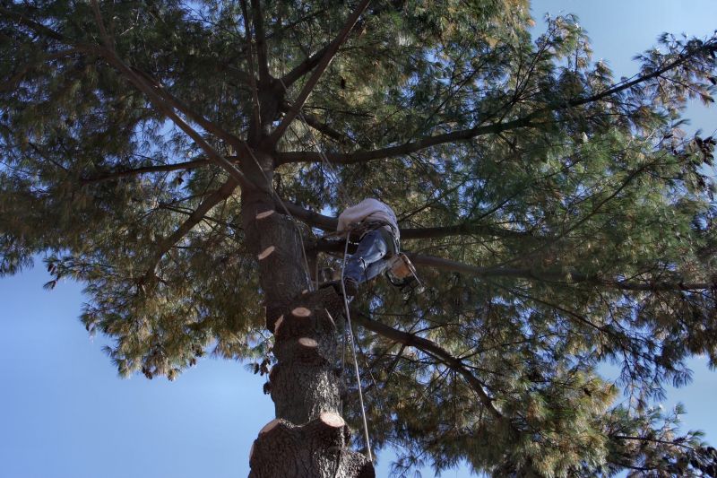 Professional Tree Trimming in Action