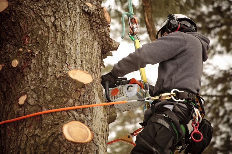 Tree Trimming Before and After