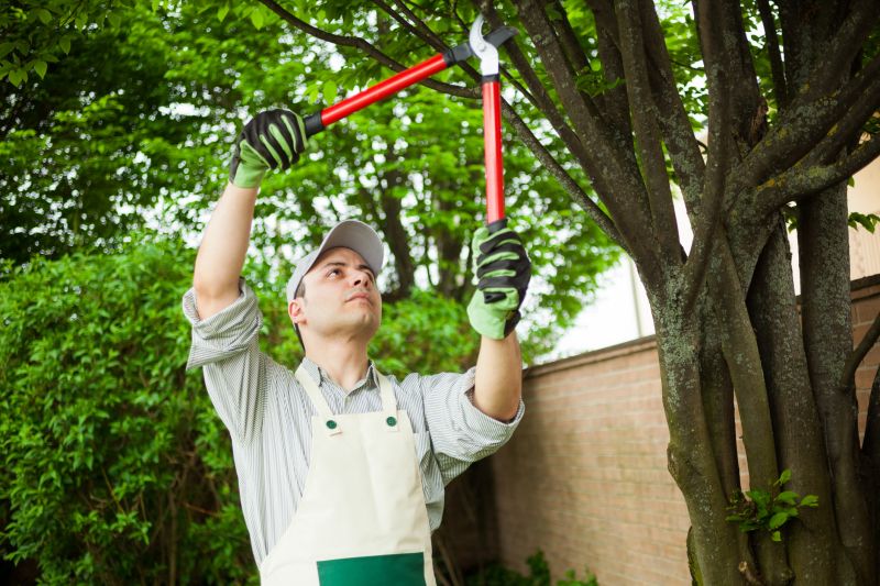 Experienced Tree Care Experts