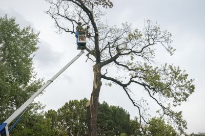 Emergency Tree Services