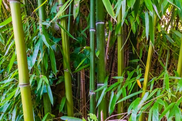 Bamboo Trimming in Columbus