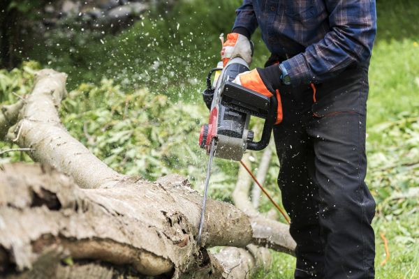 Branch Removal Service in Columbus