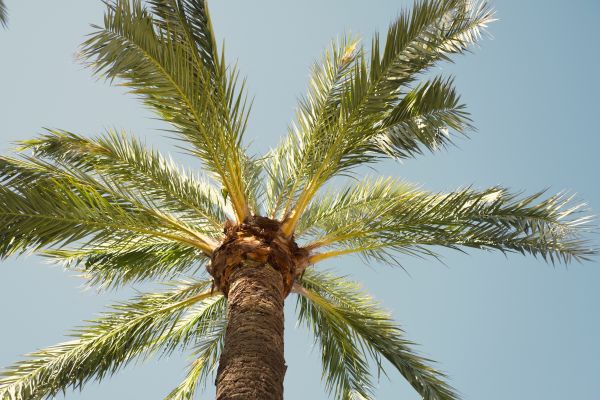 Palm Tree Pruning in Columbus