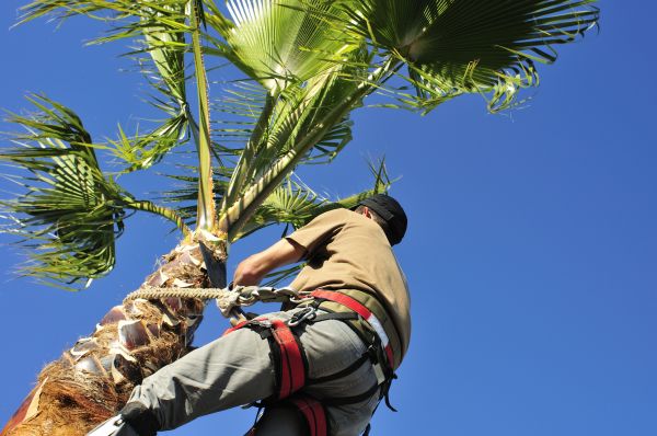 Palm Tree Trimming in Columbus