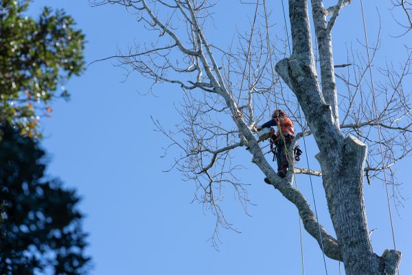 Tree Topping Service in Columbus