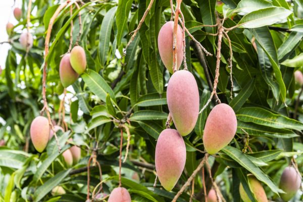 Mango Tree Trimming in Columbus