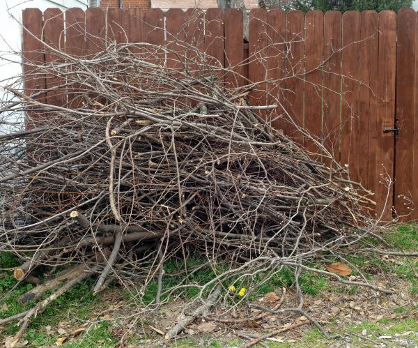 Cost of Dead Branch Removal in Columbus