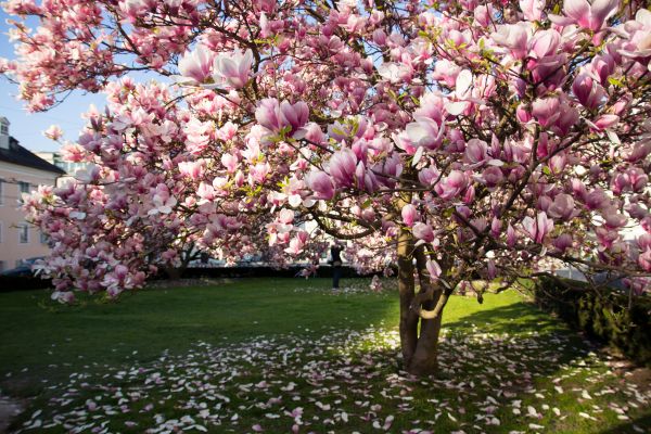 Cost of Ornamental Tree Pruning in Columbus