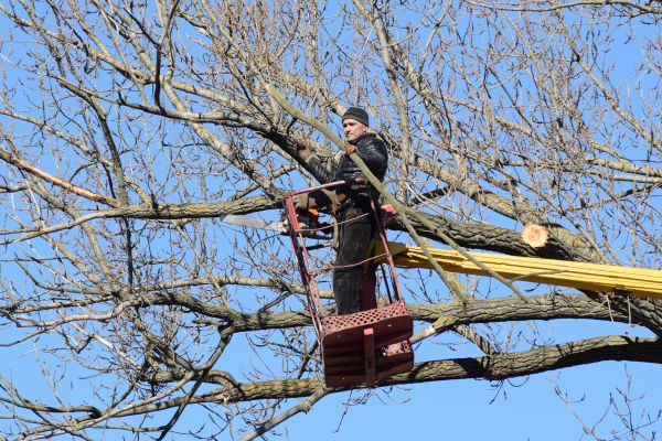 Cost of Emergency Tree Trimming in Columbus