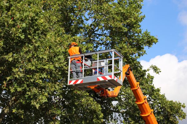 Commercial Tree Service in Columbus