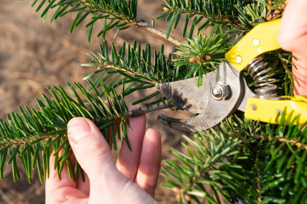 Pine Tree Pruning in Columbus