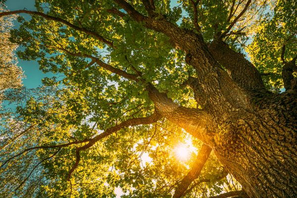 Oak Tree Pruning in Columbus