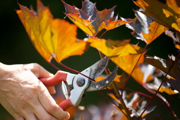 Maple Tree Pruning in Columbus