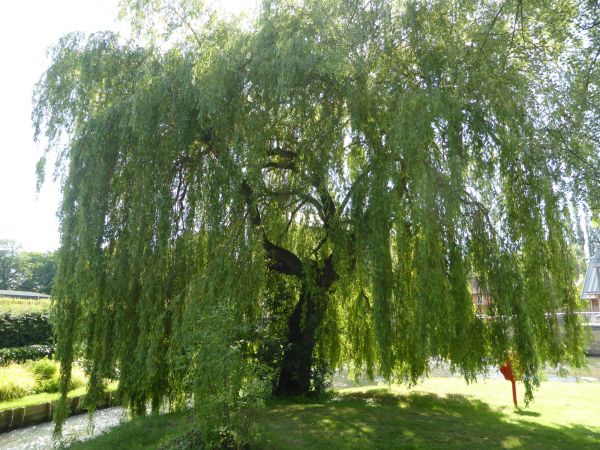 Willow Tree Trimming in Columbus