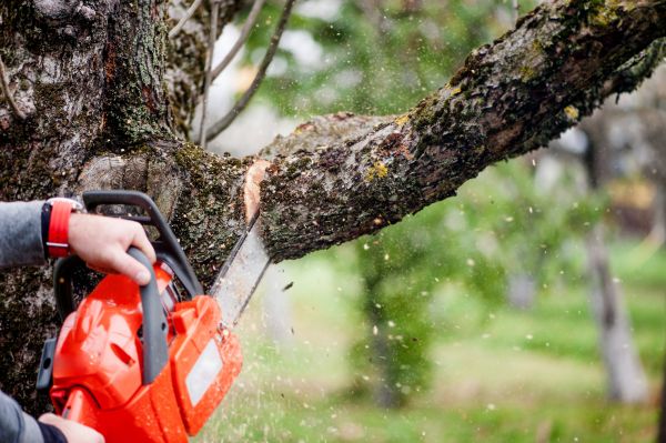 Tree Limbs Removal in Columbus