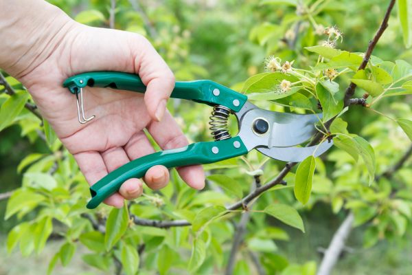 Pear Tree Pruning in Columbus