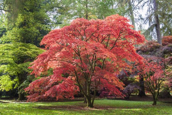Japanese Maple Pruning in Columbus