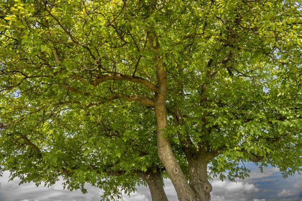 Walnut Tree Trimming in Columbus