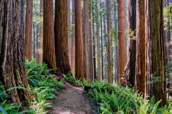 Cost of Redwood Tree Trimming in Columbus
