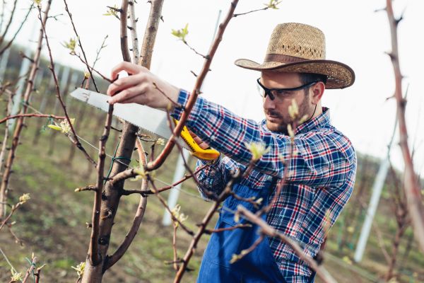 Orchard Tree Pruning in Columbus