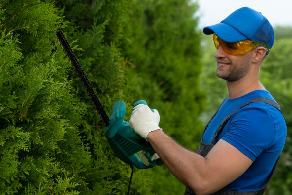 Cost of Tree Shaping Service in Columbus
