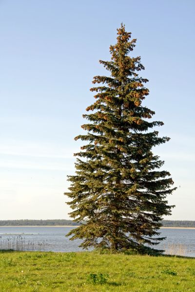 Spruce Tree Pruning in Columbus