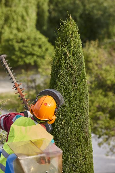 Cypress Tree Trimming in Columbus