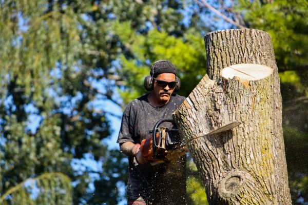 Ash Tree Pruning in Columbus