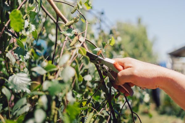 Birch Tree Pruning in Columbus