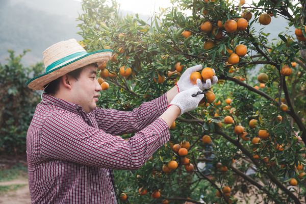 Orange Tree Pruning in Columbus