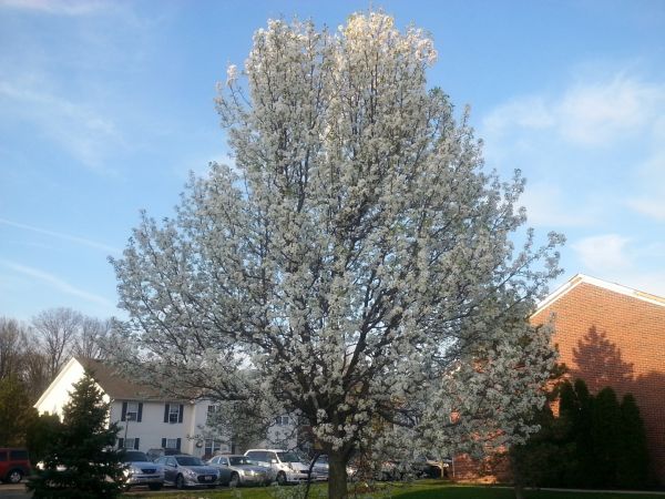 Bradford Pear Tree Pruning in Columbus