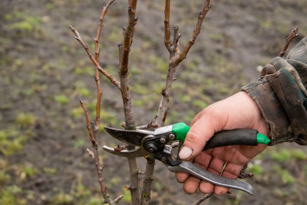 Pear Trees Pruning in Columbus