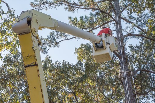 Cost of Limbs Trimming in Columbus