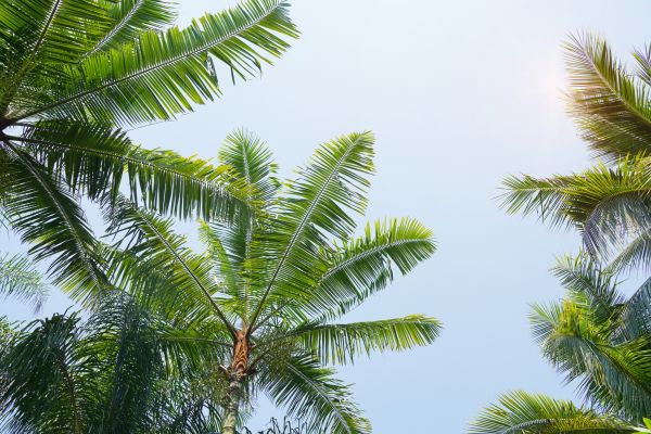 Cost of Queen Palm Tree Trimming in Columbus