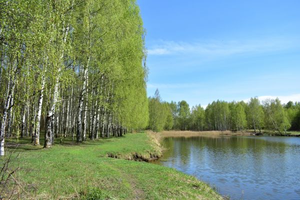 River Birch Pruning in Columbus