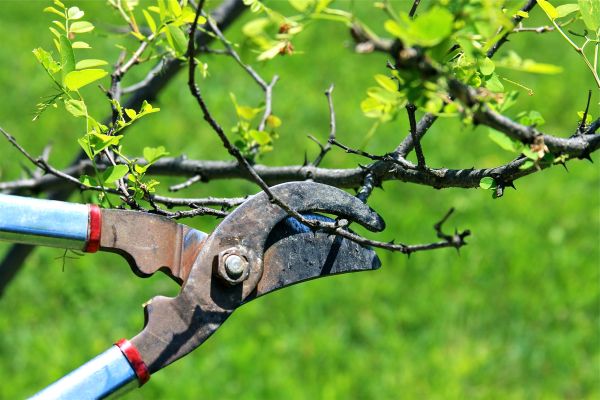 Branches Pruning in Columbus