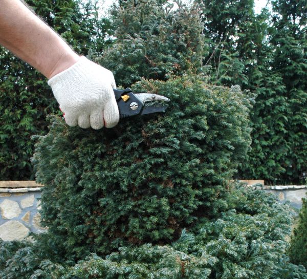 Cost of Ornamental Tree Trimming in Columbus