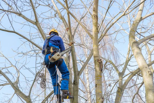 Cost of Large Tree Trimming in Columbus
