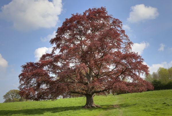 Cost of Beech Tree Pruning in Columbus