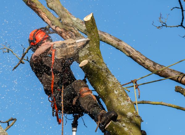 Tree Trimming Service in Columbus