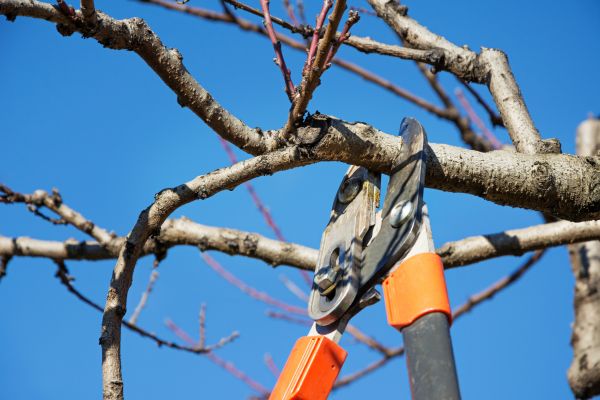 Tree Pruning in Columbus