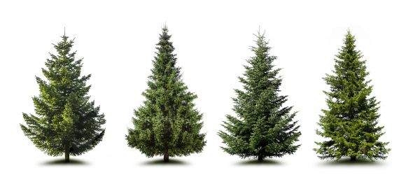 Cost of Pine Tree Trimming in Columbus