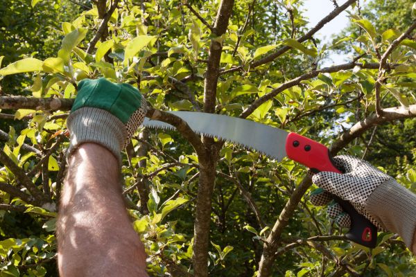 Apple Tree Trimming in Columbus